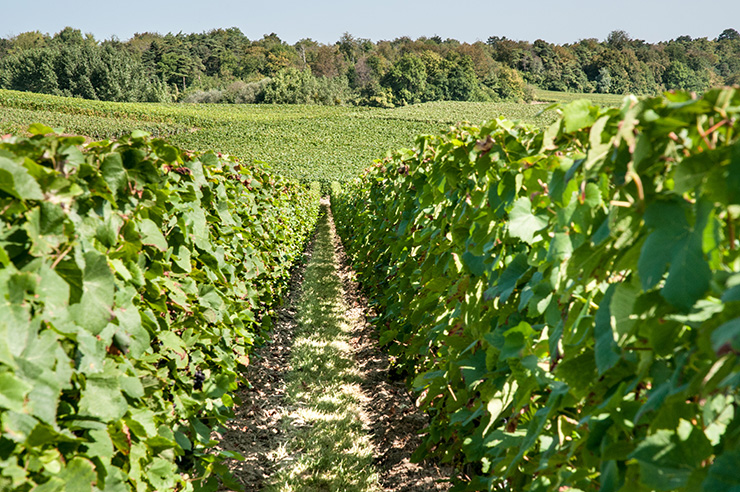 Champagne GOULARD à Trigny vignoble