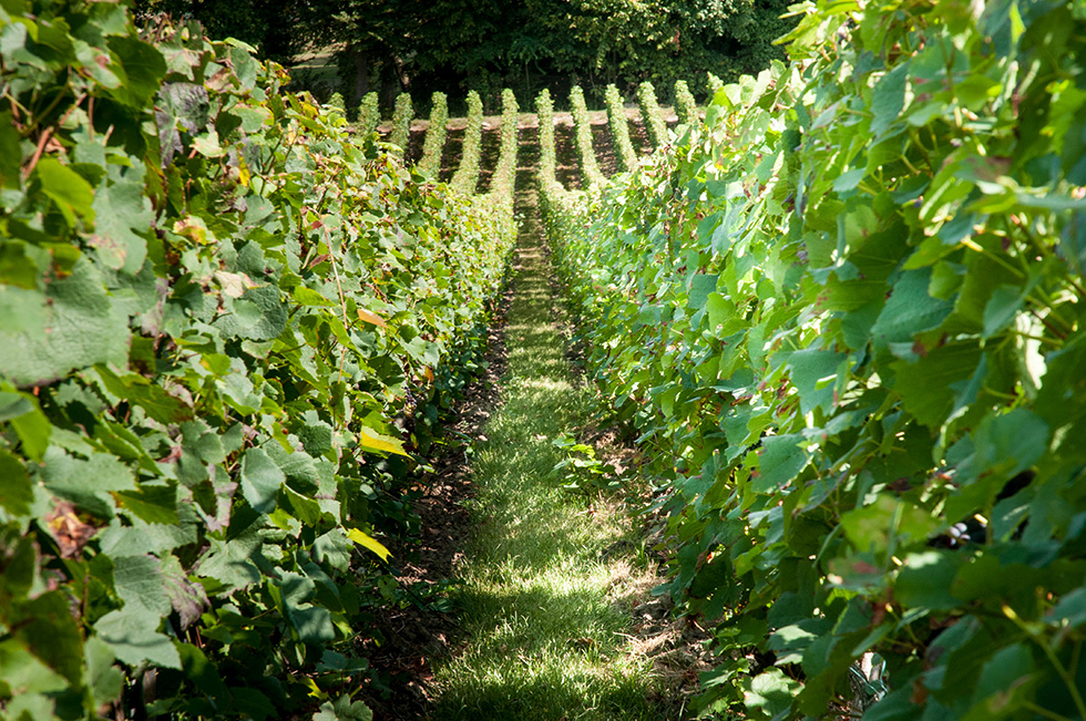 Champagne Pierre Goulard à Trigny